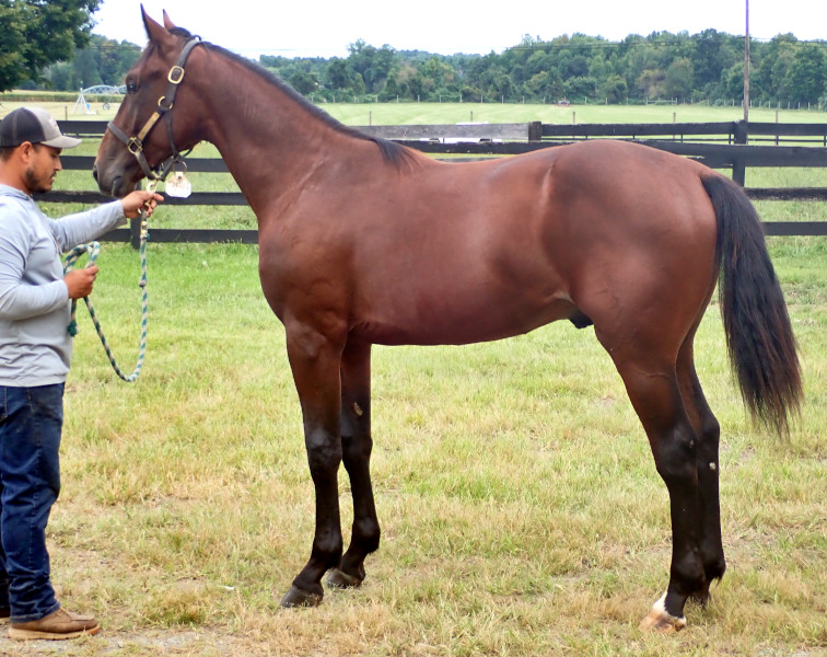 Devil His Due, bc Photo of Devil His Due, a bay colt by Muscle Hill and out of McKees Angel
