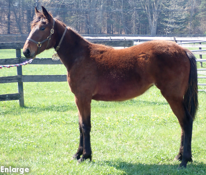 High Jinks, bf Photo of High Jinks, a bay filly by Back of the Neck and out of Just Joshing