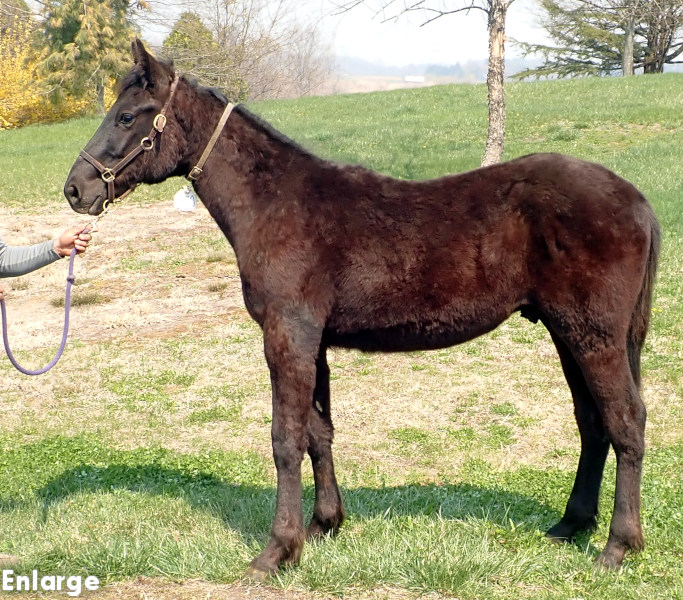 Legs Diamond, brc photo of Legs Diamond, a brown colt by Green Manalishi and out of Legzy