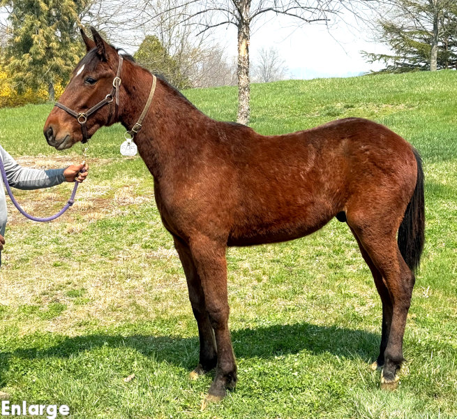 Own The Day, bc Photo of Own The Day, a bay colt by Gimpanzee and out of Is A Pearl