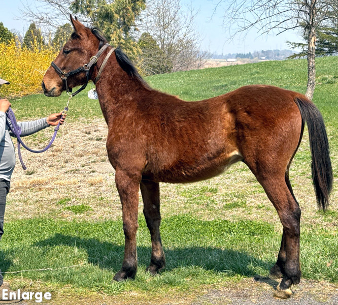 Priority One, bc Photo of Priority One, a bay colt by Boccador de Sim and out of Jamaica Turbo FR