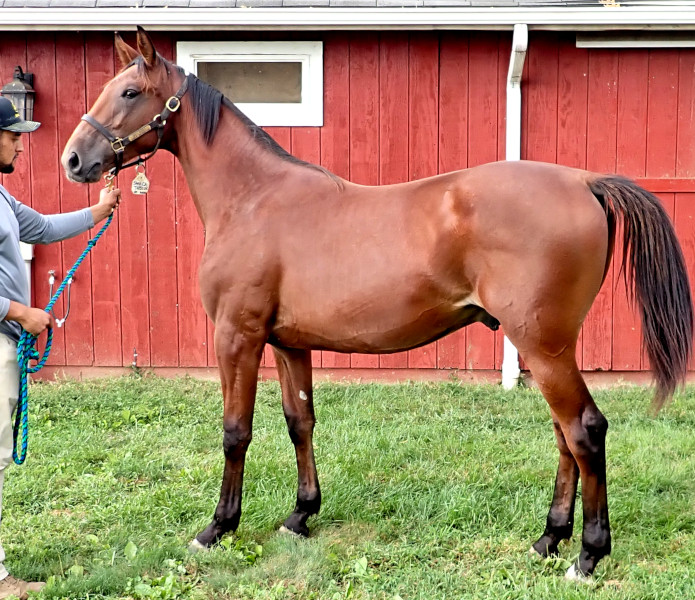 Priority One, bc Photo of Priority One, a bay colt by Boccador de Sim and out of Jamaica Turbo FR