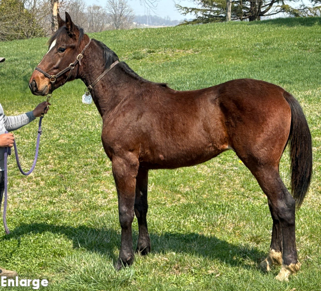 Ronin, bc Photo of Ronin, a bay colt by Muscle Hill and out of Exile