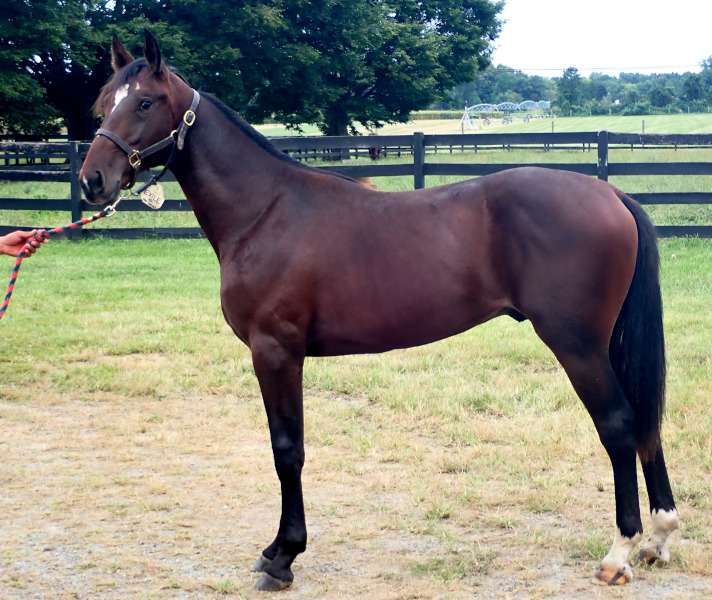 Photo of Ronin, a bay colt by Muscle Hill and out of Exile