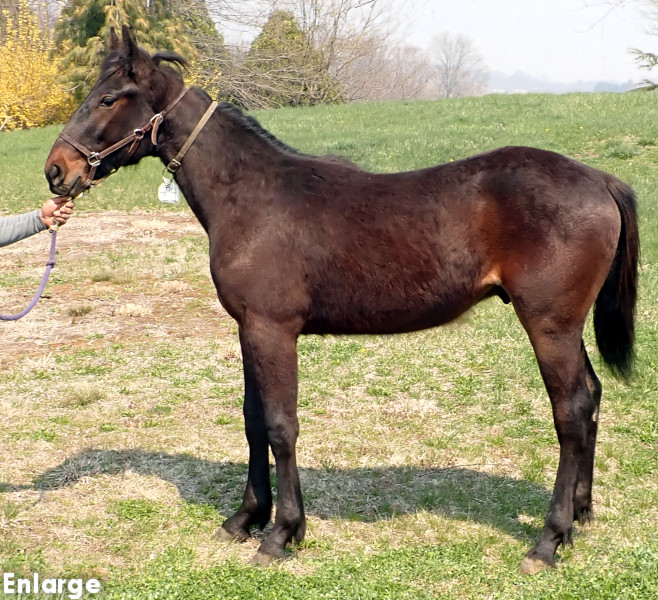Fail On Fire, bc Photo of Tail On Fire, a bay colt by Chapter Seven and out of Oh My Darlin