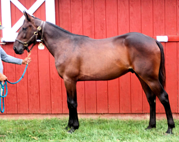 Photo of Tail On Fire, a bay colt by Chapter Seven and out of Oh My Darlin
