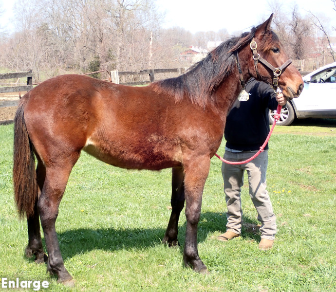 Vintage Style, bf Photo of Vintage Style, a bay filly by Captain Corey and out of Enjoystile