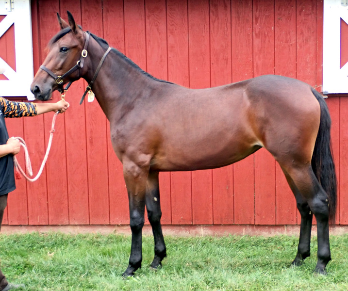 Vintage Style, bf Photo of Vintage Style, a bay filly by Captain Corey and out of Enjoystile